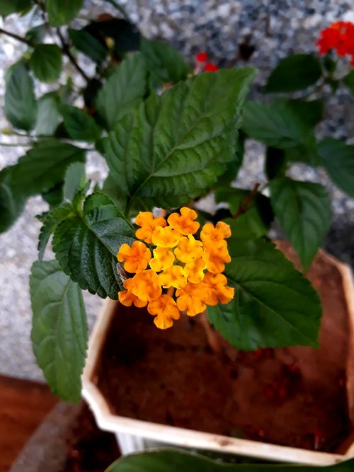 Free stock photo of flower background Stock Photo