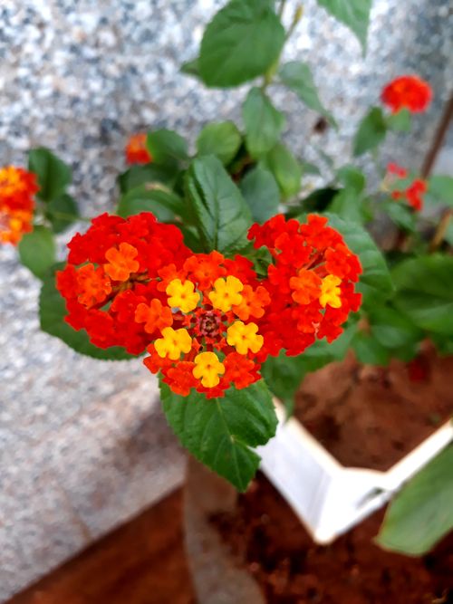 Free stock photo of flower background Stock Photo