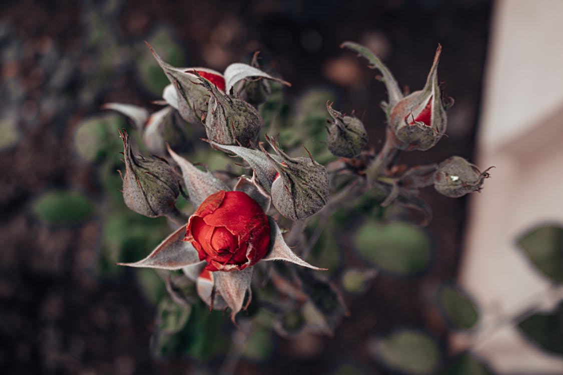 Fotos de stock gratuitas de 2021 wallpepar, enfoque de primer plano, flores bonitas