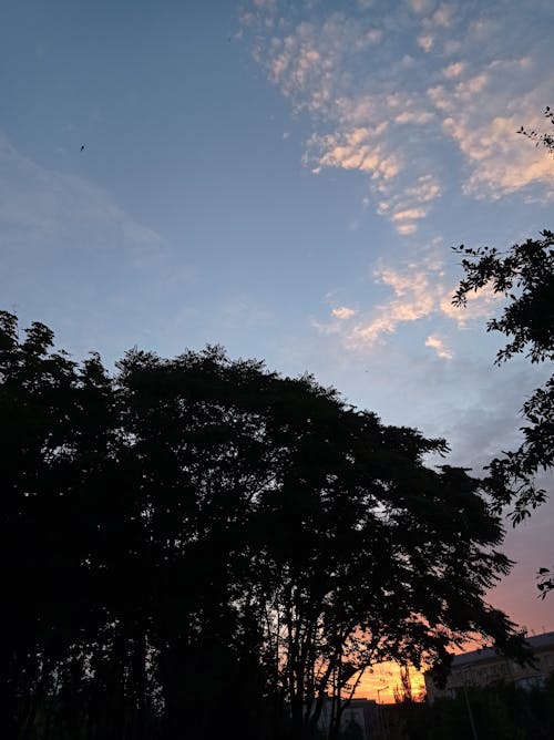 Бесплатное стоковое фото с вертикальный выстрел, восход, деревья