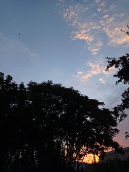 Silhouette of trees set against a colorful sunset sky showcasing vibrant shades.