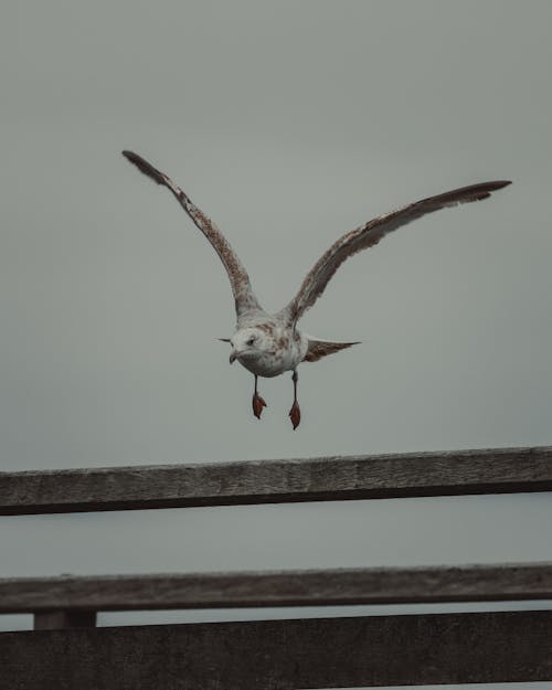 Ücretsiz deniz kuşu, dikey atış, hayvan içeren Ücretsiz stok fotoğraf Stok Fotoğraflar