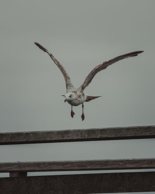 Free Seagull soaring over wooden railing on a cloudy day, capturing the essence of freedom in nature. Stock Photo