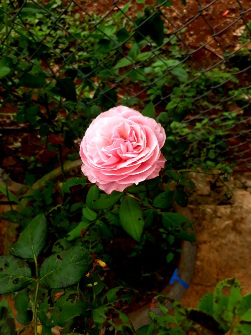 Free stock photo of flower background Stock Photo