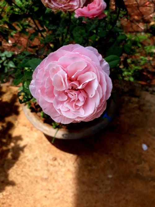 Free stock photo of flower background Stock Photo