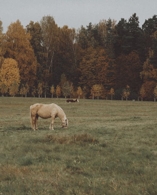 Free Horses Grazing on Pasture Stock Photo