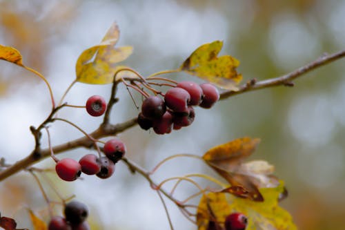 çalı meyveleri, doğa içeren Ücretsiz stok fotoğraf