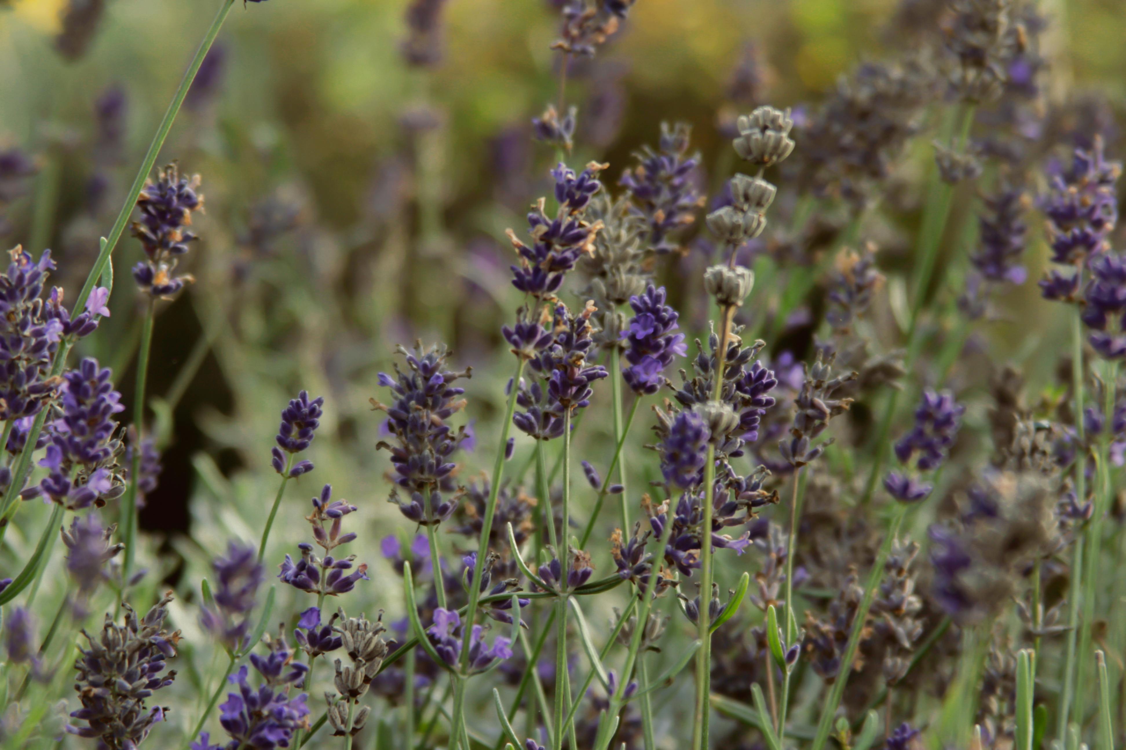 Photo Gratuite De Couleur Lavande Fleur Fleur De Jardin