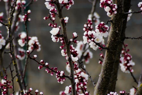 Глубина резкости фотографии вишневого дерева