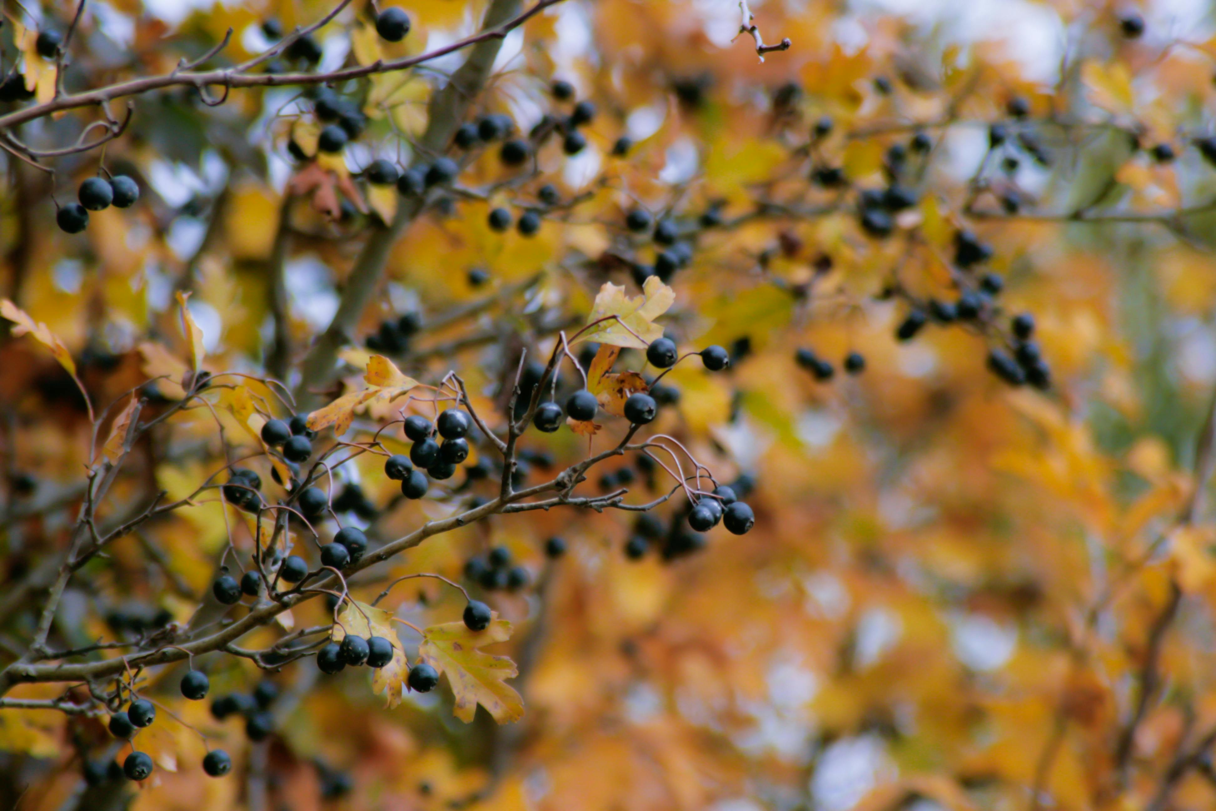 Free stock photo of berries, nature, yellow