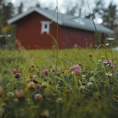 Kostnadsfri bild av blommig, delikat, flora