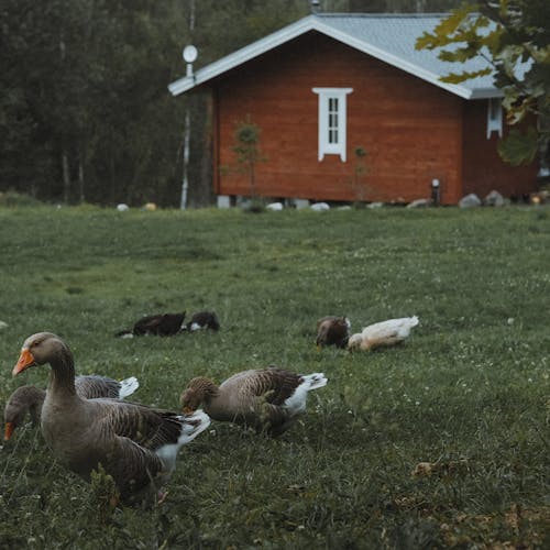 Free Flock of Geese on Green Grass Field Stock Photo