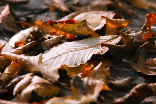 dökülmüş yapraklar, kahverengi içeren Ücretsiz stok fotoğraf