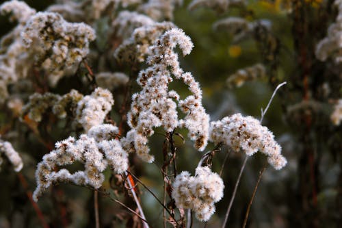 Beyaz çiçek, bitki, doğa içeren Ücretsiz stok fotoğraf