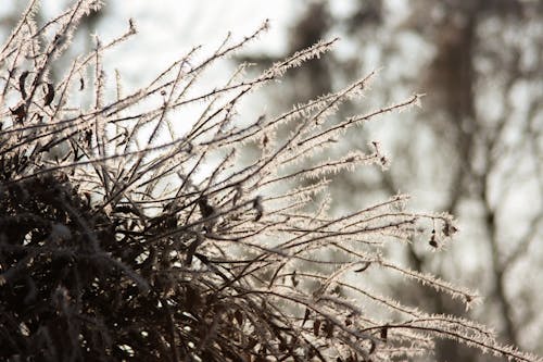 doğa, don, dondurulmuş içeren Ücretsiz stok fotoğraf