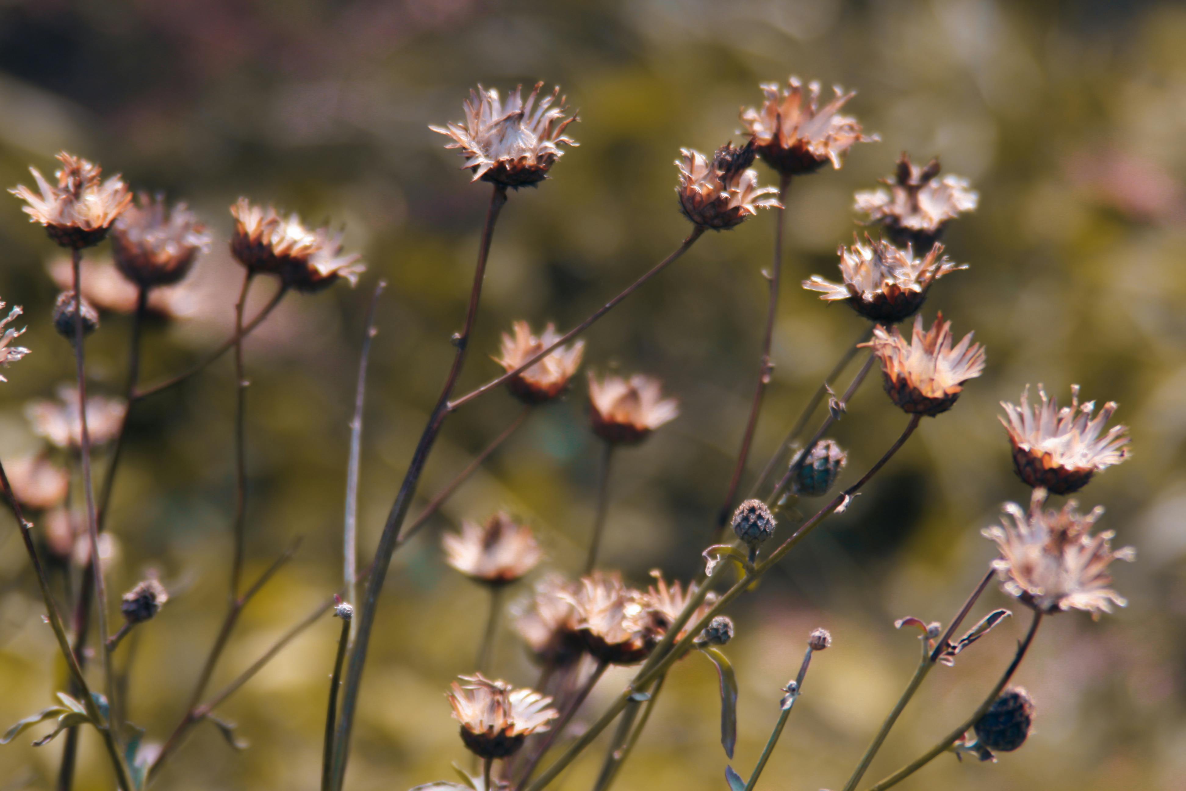 ピンクの花 夏 夏の花の無料の写真素材