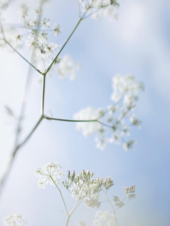 Close-Up Shot of Small White Flowers · Free Stock Photo