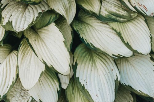 Free A detailed close-up of vibrant Hosta plant leaves showcasing natural green and white variegation. Stock Photo