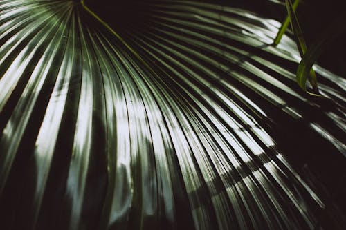 Gratis lagerfoto af grønt blad, mønster, palmblad