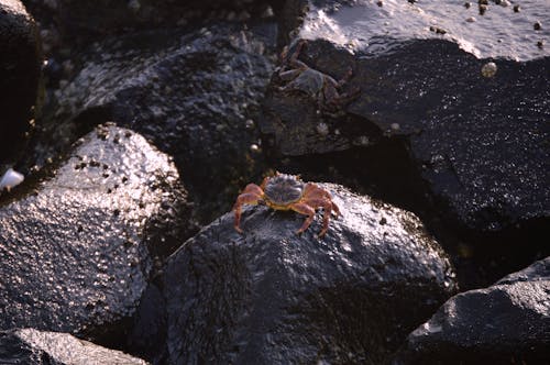 Bezpłatne Darmowe zdjęcie z galerii z krab, mokre skały, natura Zdjęcie z galerii