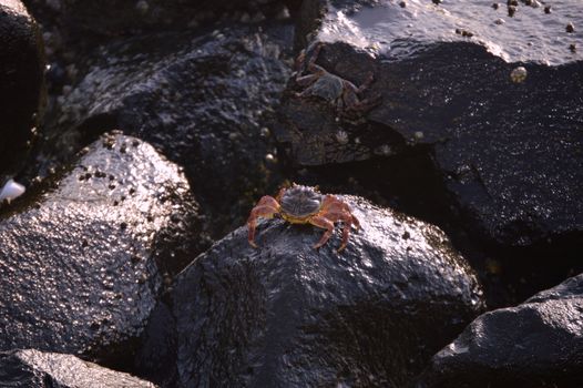 Close-up of crabs on wet rocks by the seashore, highlighting nature's sea life.
