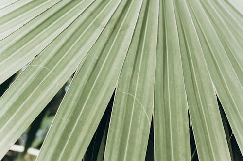 Close Up Photo of Green Leaf