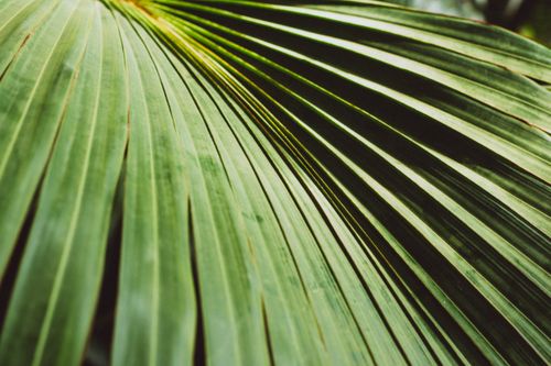 Free Detailed close-up view of a green palm leaf with natural patterns. Stock Photo