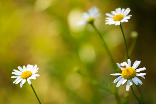 Foto profissional grátis de flores brancas, primavera