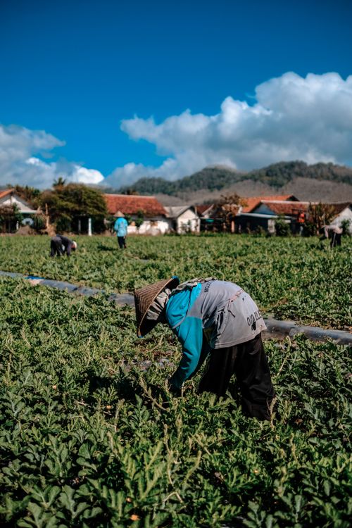 Free Farmers tending crops in a vibrant rural Indonesian field under a clear blue sky. Stock Photo