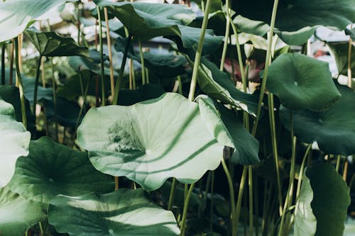 bitki örtüsü, bitkibilim, bitkiler içeren Ücretsiz stok fotoğraf
