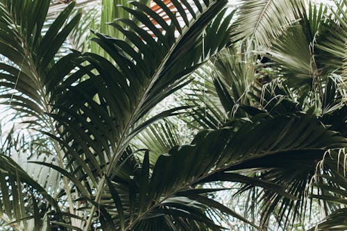 Kostnadsfri bild av gröna löv, natur, palm