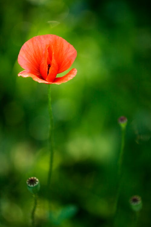 Free Red Poppy in Bloom Stock Photo