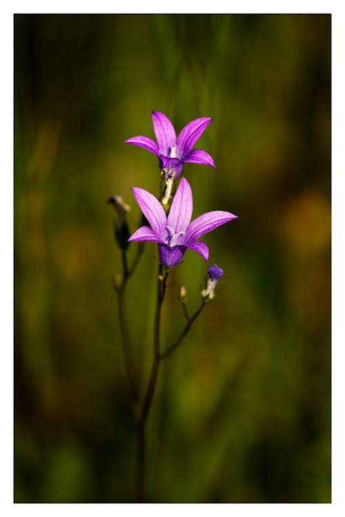 Foto profissional grátis de flores lilás