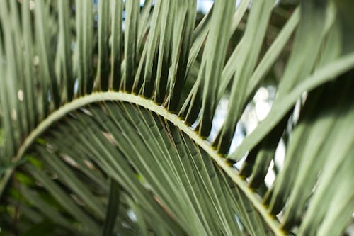 Darmowe zdjęcie z galerii z liść, liść palmowy, selektywna ostrość