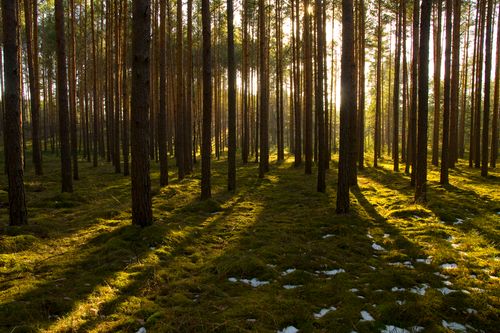 Free A tranquil pine forest landscape with soft sunlight filtering through tall trees and lush moss-covered ground. Stock Photo