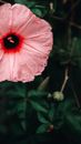 Pink Hibiscus in Bloom