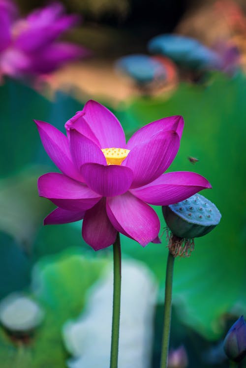 Free A Beautiful Purple Lotus in Bloom Stock Photo