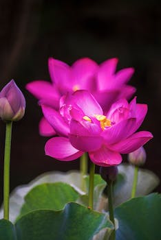 Close-up of vibrant pink lotus flowers blooming in a serene natural setting, showcasing delicate petals and lush greenery.
