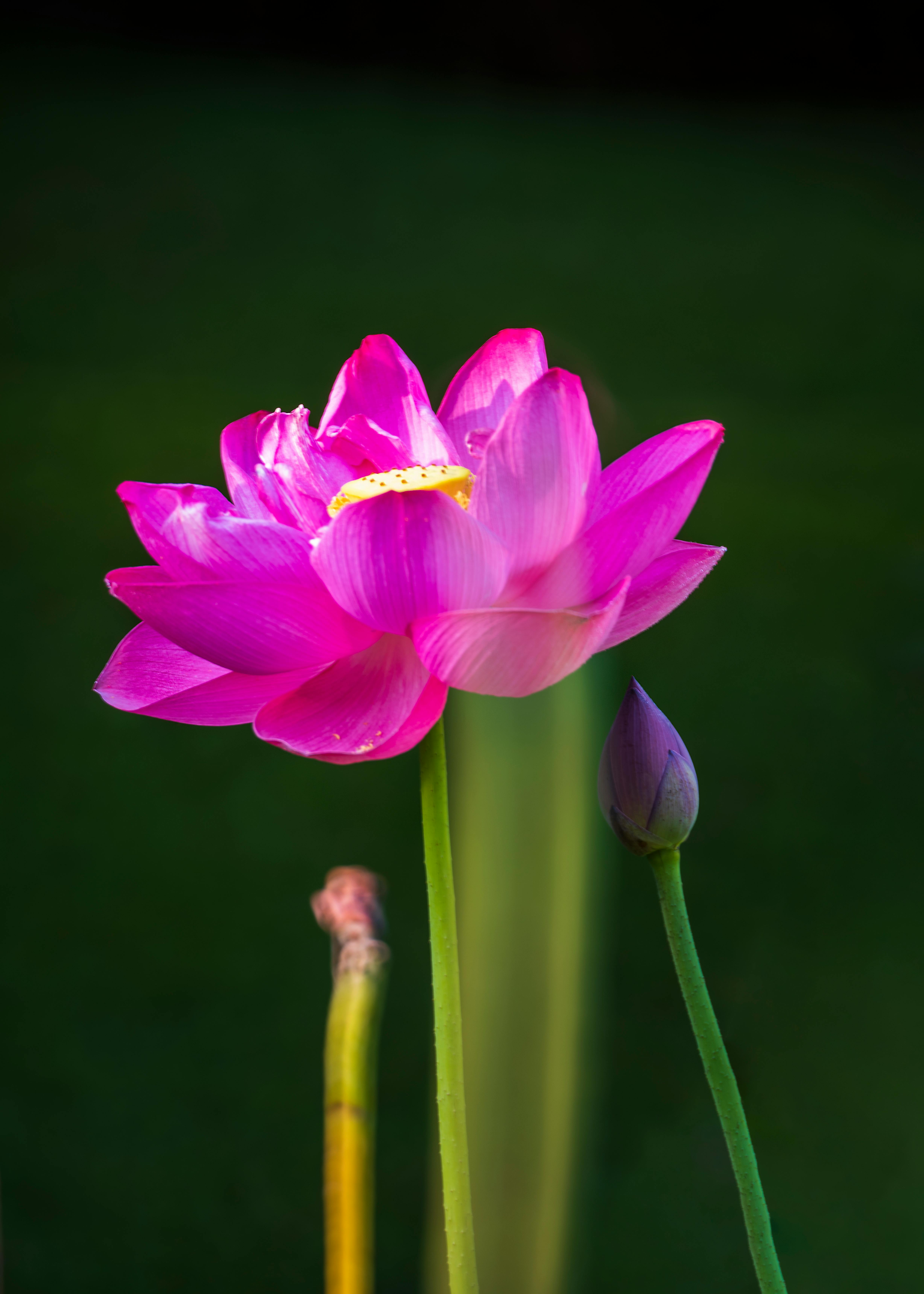 Stunning close-up of a blooming pink lotus with dark green background, showcasing beauty and elegance.