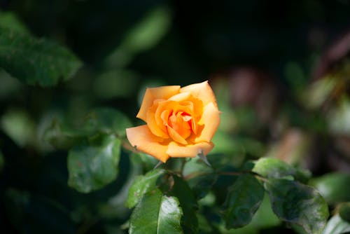 Бесплатное стоковое фото с желтая роза, лепестки, листья