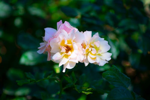 Beyaz çiçekler, bitki örtüsü, büyüme içeren Ücretsiz stok fotoğraf