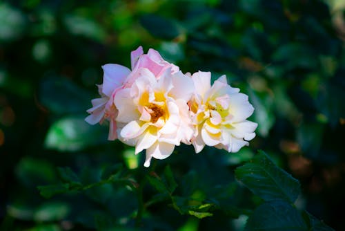 Close-Up Shot of White Flowers