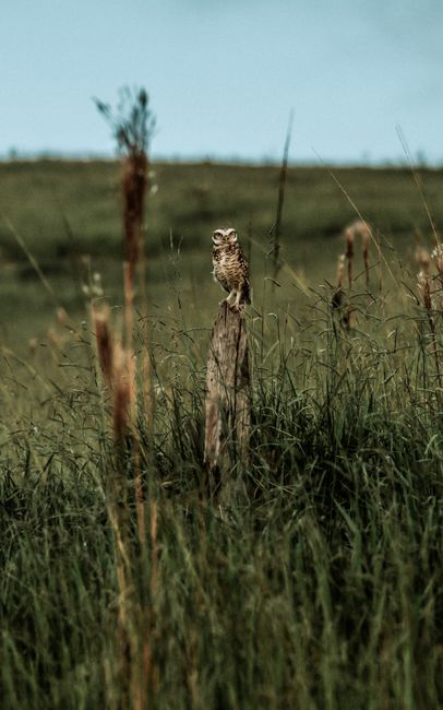 Unveiling Nature's Audiophiles: A Closer Look at Animals with Exceptional Hearing