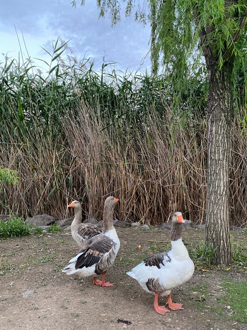 Free Three geese stand elegantly by a riverside, showcasing serene wildlife in nature. Stock Photo