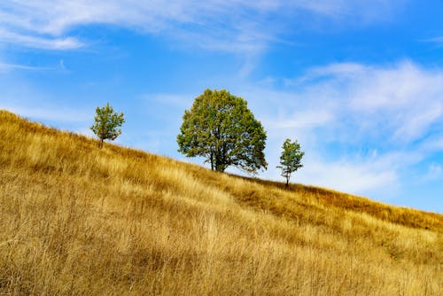 A Slope with a Tree and Plants on Brown Grass Field 