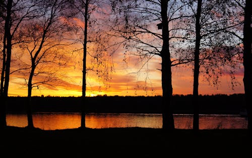 Free Silhouette of Trees Near Body of Water during Sunset Stock Photo