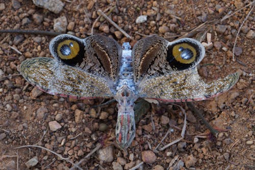 Top view of Fulgora laternaria insect with protuberance at head and wings with colorful spots crawling on ground with pebbles in nature