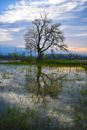 A Bare Tree Beside the Pond