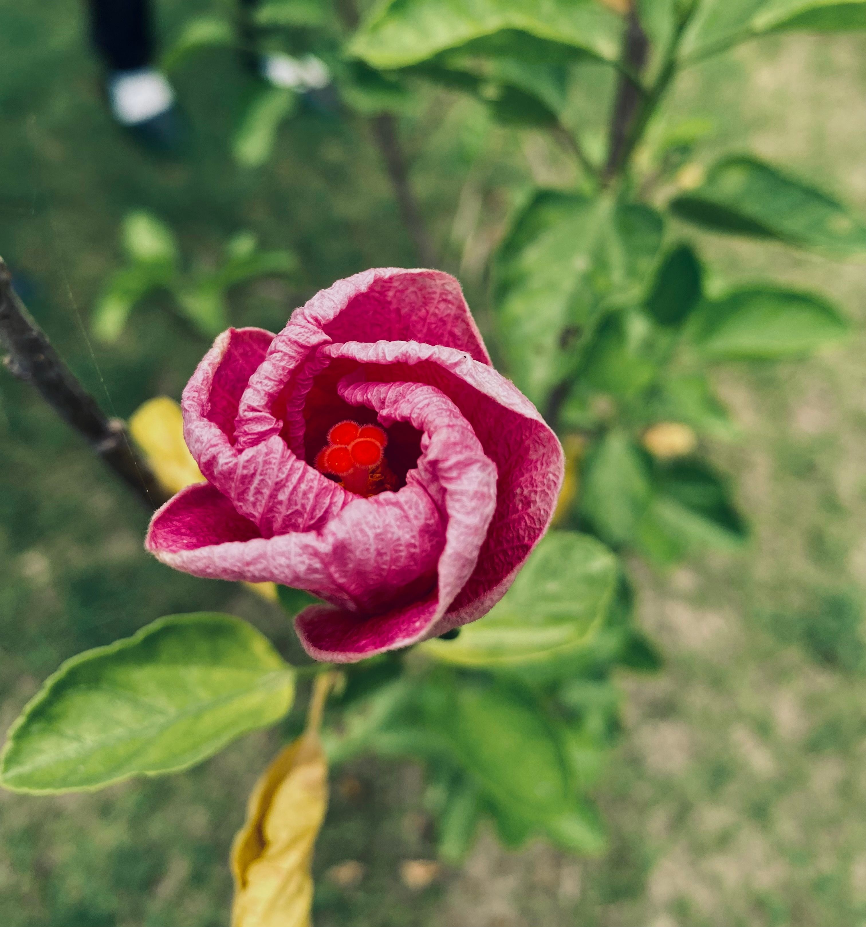 Detailed macro shot of a pink hibiscus blooming in a garden setting.