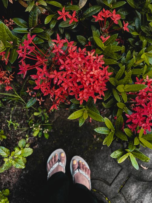 Free Top view of bright red ixora flowers and feet in flip flops on a garden path. Stock Photo